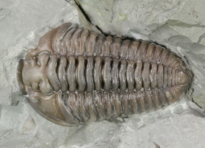 Prone Flexicalymene Trilobite In Shale - Ohio #52197